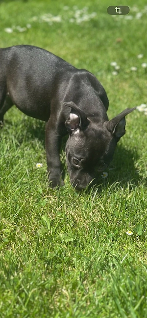 American Pocket Bully Hündin 