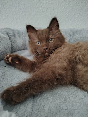 Ragdoll Britisch Langhaar Britisch Kurzhaar Cinnemon Cat