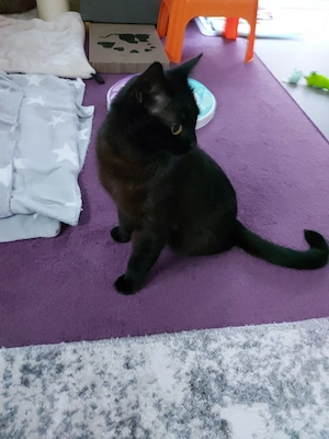 schwarzer kastrierte Kater
