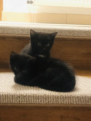 2 Babykatzen nur zusammen in gute Hände abzugeben 
