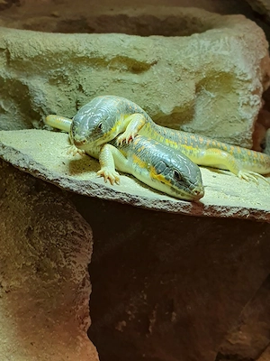 1.1 Eumeces schneideri Schneiders Skink