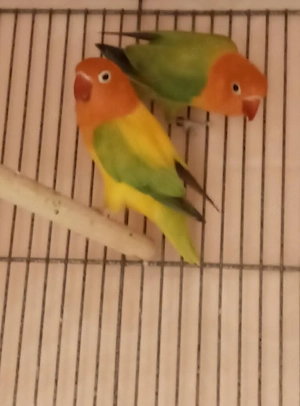 Pfirsichköpfchen