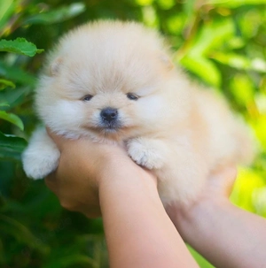 Boo Pomeranian Rüde Welpe Zwergspitz 