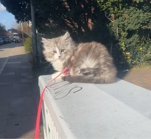 Maine coon Katze 