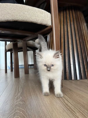 Ragdoll Kitten 2 Monate alt