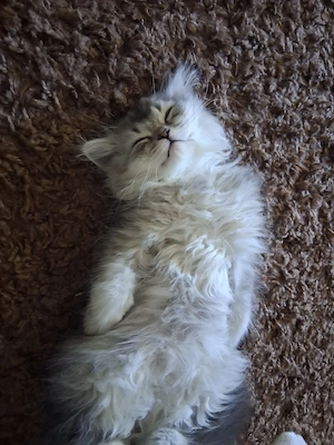 Süße BLH-Jungen Kitten  