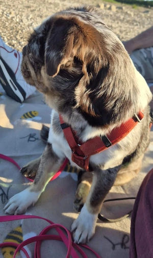 Mops Hündin 