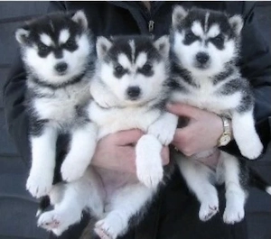 Siberian Husky Welpen 