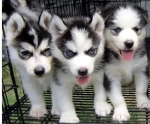 Premium Siberian Husky Welpen mit Papieren suchen ein schönes Zuhause 