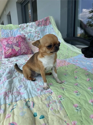 Mini Chihuahua Hündin 2 Jahre alt in der seltenen Farbe Sable