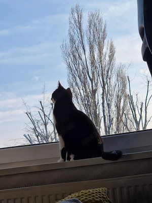 Kater in liebevolle Hände abzugeben!  Bild 3
