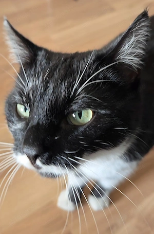 Kater in liebevolle Hände abzugeben!  Bild 4