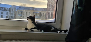 Kater in liebevolle Hände abzugeben! 
