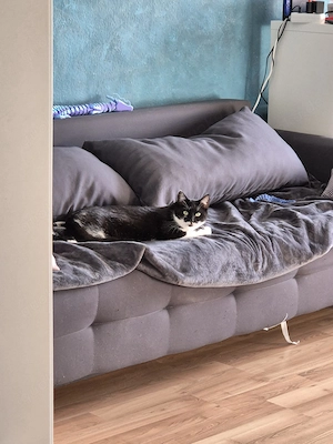 Kater in liebevolle Hände abzugeben!  Bild 2