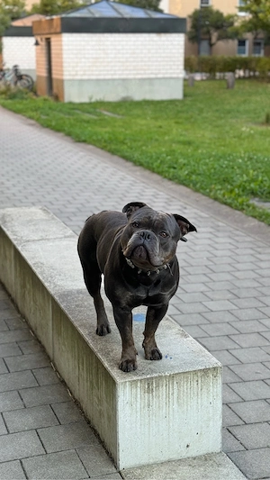 old englisch Bulldogge in erfahrene und liebevolle Hände zu geben 