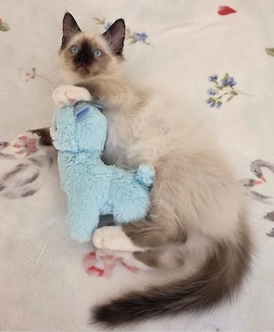 heilige birma kitten