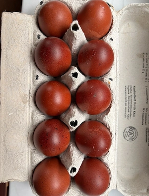 Bruteier, reinrassige Marans, schoko, Hühner