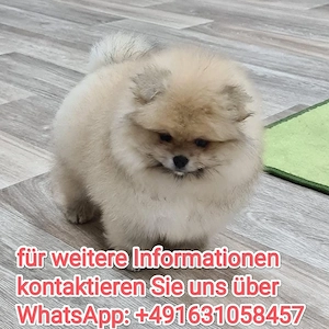 Zwergspitz Pomeranian Welpen
