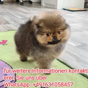 Mini Zwergspitz Pomeranian welpen
