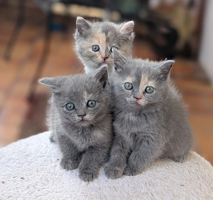 Zauberhafte BKH Katzenmädchen, mehrfarbig, suchen ein neues Zuhause 