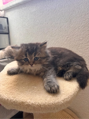 BKH   BLH Baby Mädchen Katze