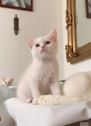 BKH Kitten abzugeben   