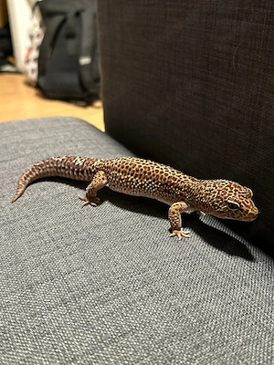 Männlicher Leopard Gecko mit Terrarium abzugeben Bild 4