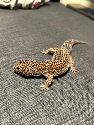 Männlicher Leopard Gecko mit Terrarium abzugeben Bild 2