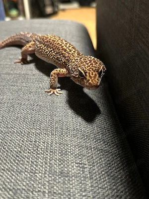Männlicher Leopard Gecko mit Terrarium abzugeben