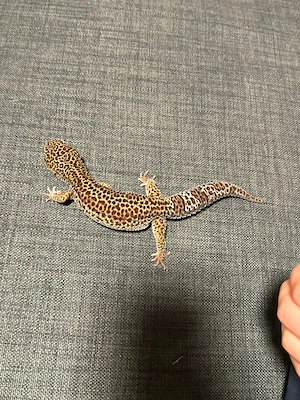 Männlicher Leopard Gecko mit Terrarium abzugeben Bild 3