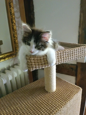 Maine Coon Norwegische Waldkatzen 
