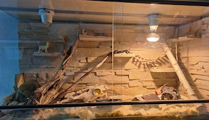 Männlicher Leopard Gecko mit Terrarium abzugeben Bild 5