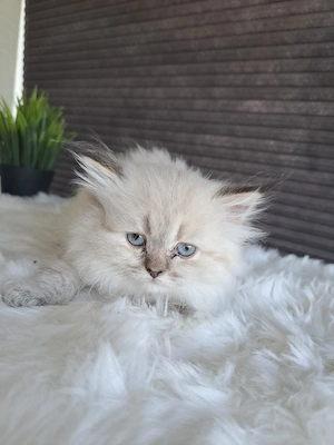 BKH Kitten suchen liebevolle Besitzer  Bild 4