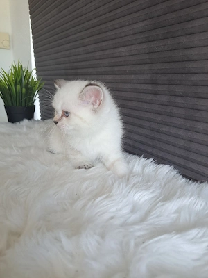 BKH Kitten suchen liebevolle Besitzer  Bild 5