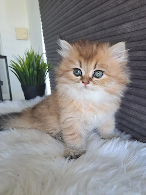 BKH Kitten suchen liebevolle Besitzer 