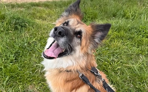 Imposanter Koda sucht Führungspersönlichkeit