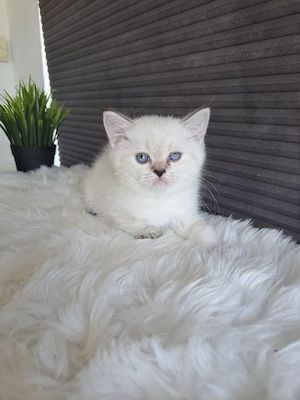 BKH Kitten suchen liebevolle Besitzer  Bild 3