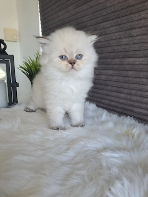 BKH Kitten suchen liebevolle Besitzer  Bild 2