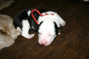 Border Collie Welpen Mädchen (Jungs in einer anderen Anzeige) Bild 3