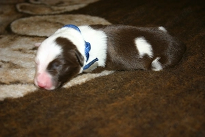 Border Collie Welpen Mädchen (Jungs in einer anderen Anzeige) Bild 4