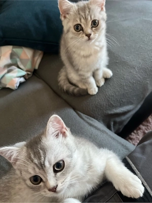 Reinrassige Britisch Kurzhaar Katzen 