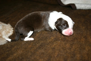 Border Collie Welpen Mädchen (Jungs in einer anderen Anzeige) Bild 5