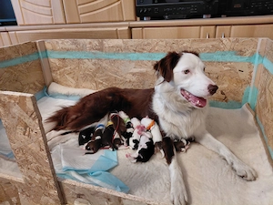 Border Collie Welpen Jungs (Mädchen in einer anderen Anzeige)