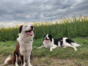 Border Collie Welpen Jungs (Mädchen in einer anderen Anzeige) Bild 5