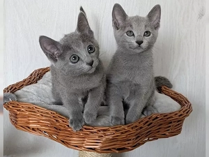 Wunderschöne Russisch Blau Kitten aus liebevoller Familienaufzucht abzugeben