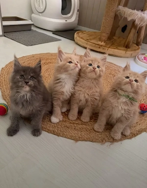    Wunderschöne Kätzchen   Männchen & Weibchen verfügbar      Bild 5