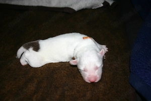 Border Collie Welpen Mädchen (Jungs in einer anderen Anzeige) Bild 8