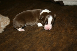 Border Collie Welpen Mädchen (Jungs in einer anderen Anzeige) Bild 7