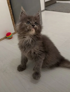    Wunderschöne Kätzchen   Männchen & Weibchen verfügbar      Bild 3