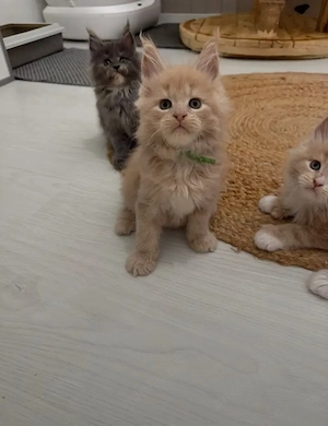    Wunderschöne Kätzchen   Männchen & Weibchen verfügbar      Bild 4
